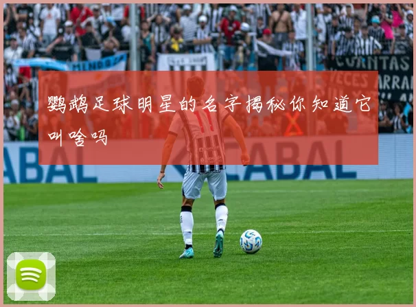 鹦鹉足球明星的名字揭秘你知道它叫啥吗